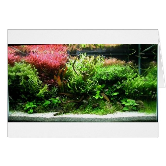 Aquascape (Devant horizontal)
