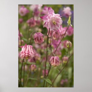 Aquilegia rose... affiche