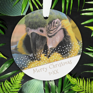 Ara Parrot Animal de compagnie Photo Star Christma