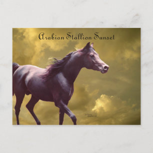 Arabe Stallion Stormy Sunset carte postale