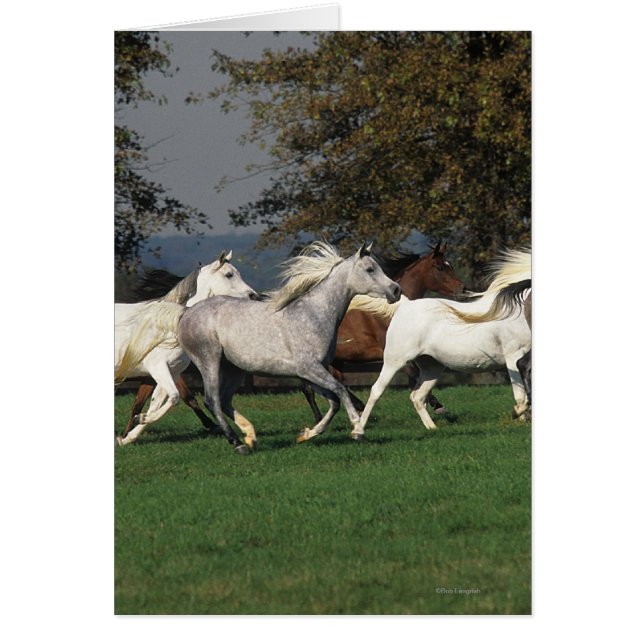 Arabes en cours d'exécution sur le terrain (Devant)