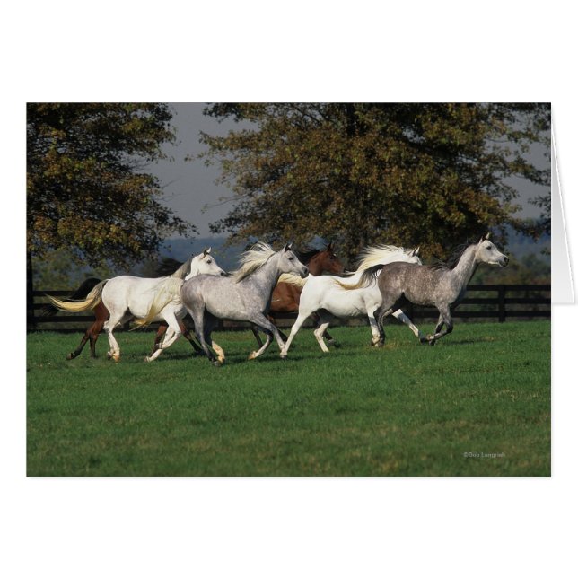 Arabes en cours d'exécution sur le terrain (Devant horizontal)