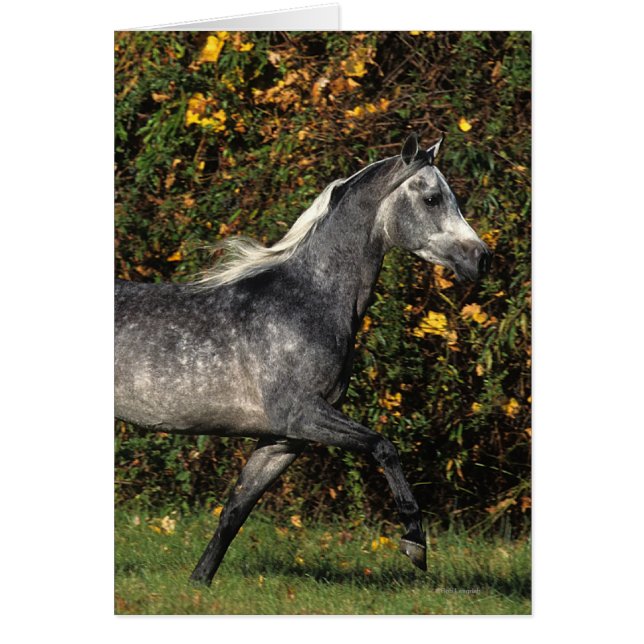 Arabes en course : Automne (Devant)