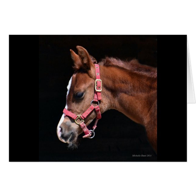 Arabian Foal (Devant horizontal)