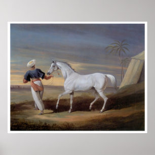 Arabian Horse Art Vintage Imprimer Poster
