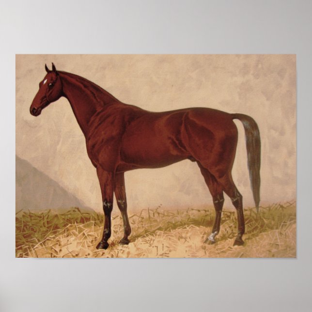 Arabian Horse painting Poster (Devant)