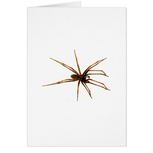 Araignée (Devant)