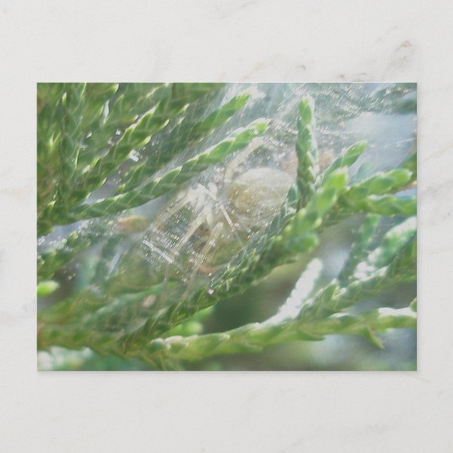 Araignée dans la carte postale Retraite (Devant)