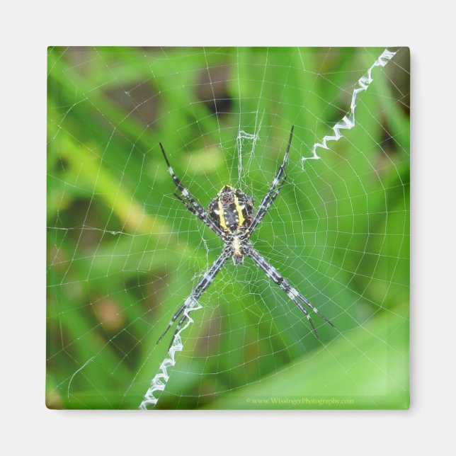 Araignée de canne - Aimant de Big Island (Devant)