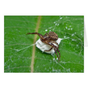 Araignée de crabe sur les éléments de coordination