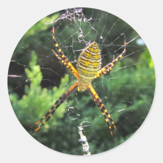 Araignée de jardin bordée ~ autocollant
