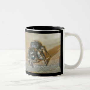 Araignée de saut (Phiddipus audax) Mug
