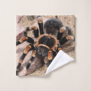 Araignée de Tarantula au genou rouge mexicain