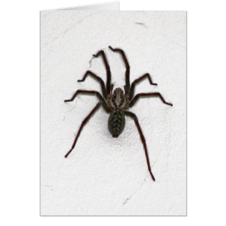 Araignée déplaisante