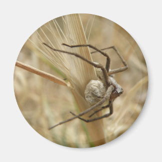 Araignée et aimant de fond d'oeuf