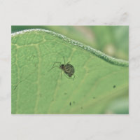 Araignée sous carte postale feuille de lait
