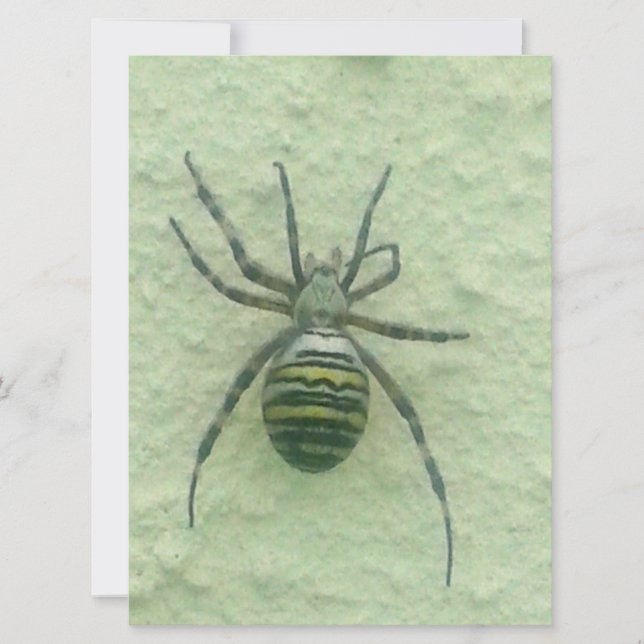 Araignee spider (Devant)