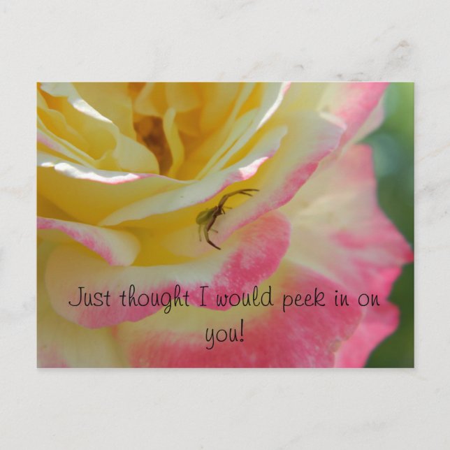 Araignée sur une carte postale Rose (Devant)