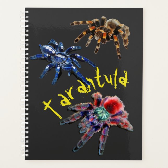 Araignée Tarantula, araignée bleue, araignée rouge (Devant)