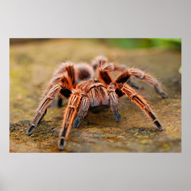 Araignée Tarantula Insect Poster photo (Devant)