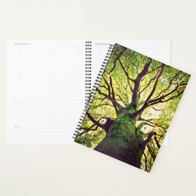 Arborescence de l'arbre (Devant avec enveloppe)