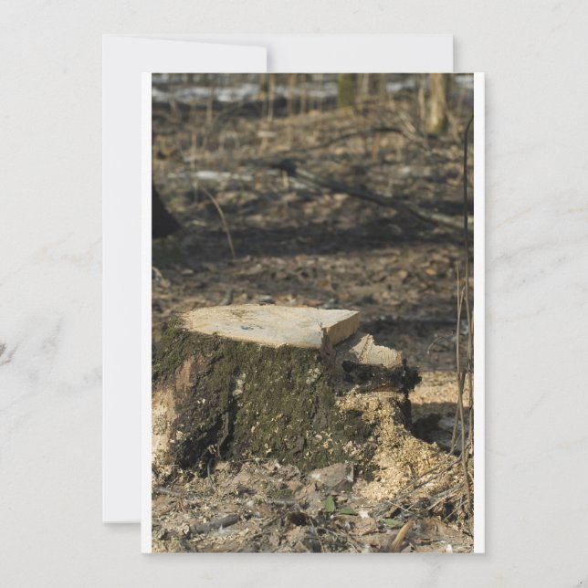 Arbre (Devant)