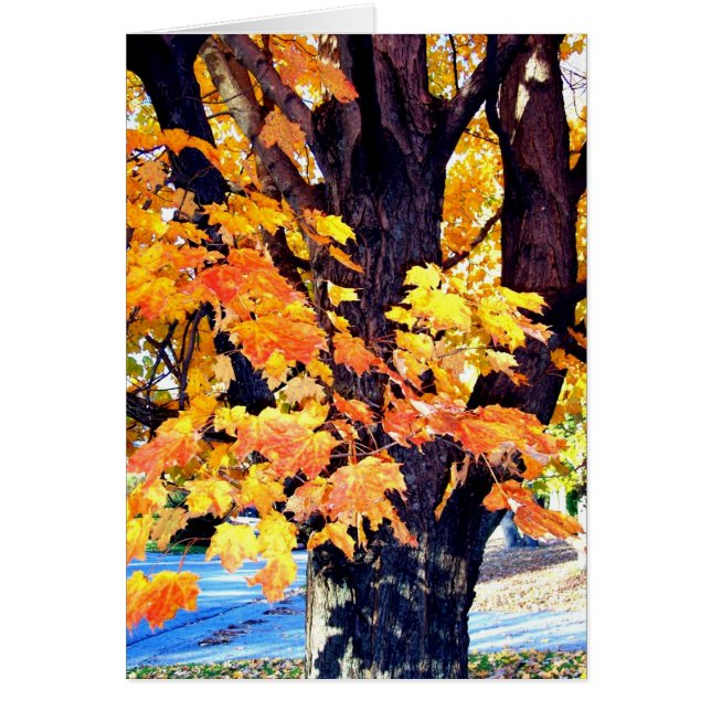 Arbre (Devant)