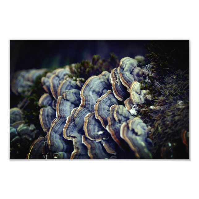 Arbre à champignons Photo Papier photo professionn (Devant)