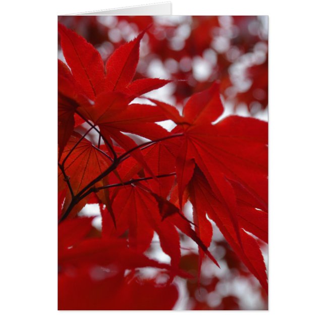 Arbre à érable japonais (Devant)