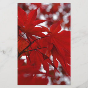 Arbre à érable japonais