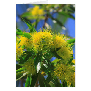 Arbre à wattle jaune