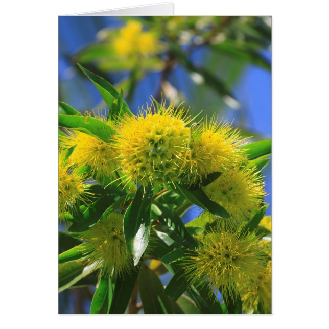 Arbre à wattle jaune (Devant)