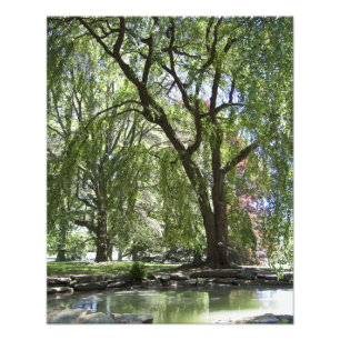 Arbre au printemps 20" x 16" copie de photo