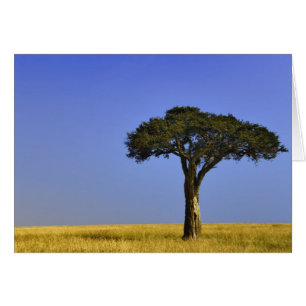 Arbre d'acacia isolé dans les plaines herbeuses, M