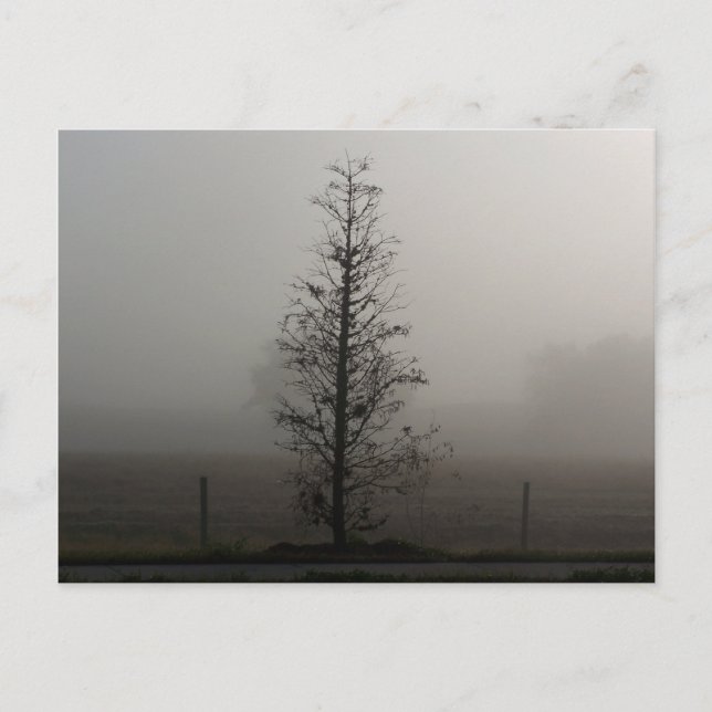 Arbre dans le brouillard 038 carte postale (Devant)