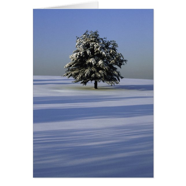 Arbre dans le paysage couvert de neige (Devant)
