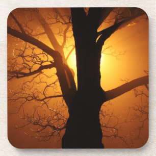 Arbre Dans Les Dessous de verre De Cork Fog
