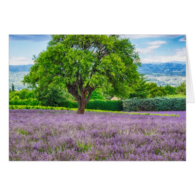 Arbre dans un champ de lavande, France (Devant horizontal)