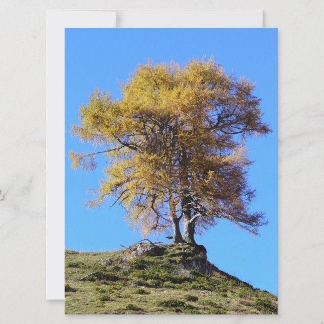 Arbre d'automne (Devant)