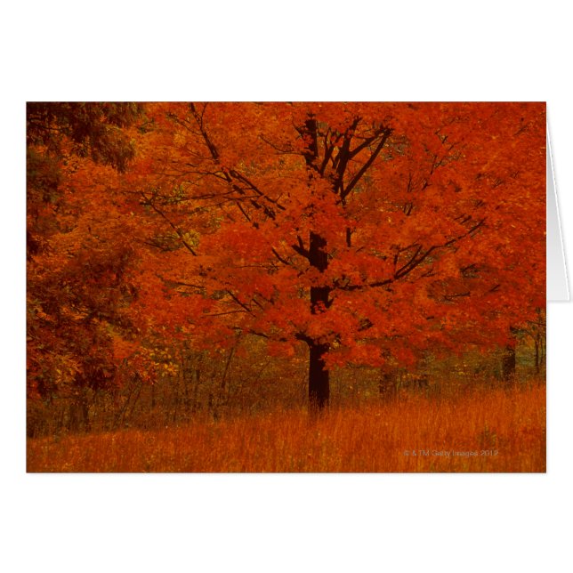 Arbre d'automne avec le feuillage rouge (Devant horizontal)