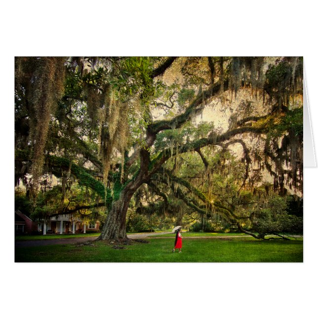 Arbre de chêne vivant à Pascagoula MS (Devant horizontal)
