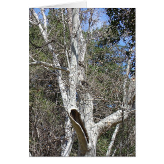 Arbre de crique de Malibu