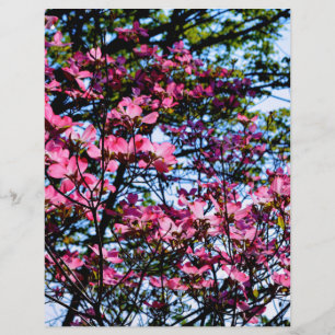 Arbre de Dogwood rose