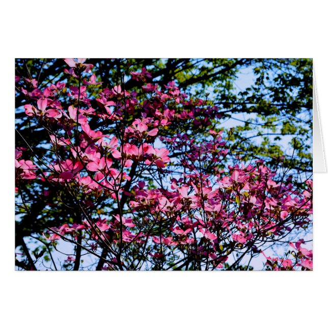 Arbre de Dogwood rose (Devant horizontal)