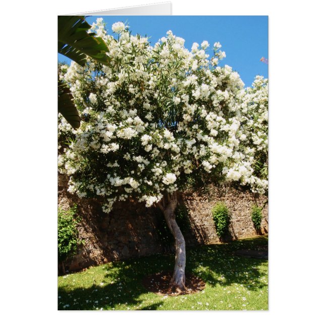 Arbre de Jasmine (Devant)