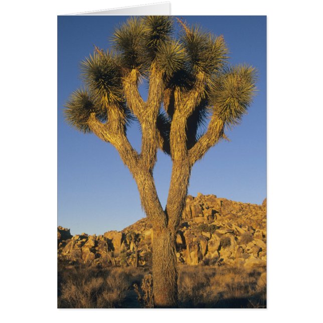 Arbre de Josué, Yucca brevifolia), et granite (Devant)