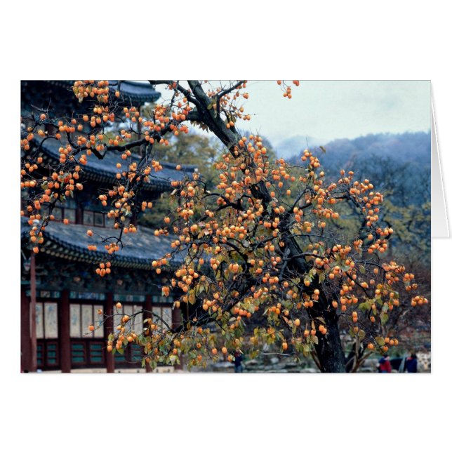 Arbre de kakis, chute (Devant horizontal)