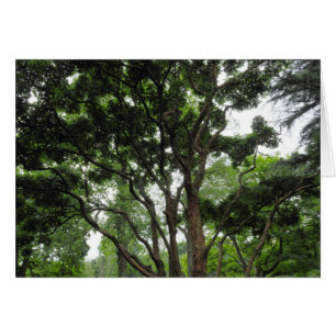 Arbre de Magnolia en été