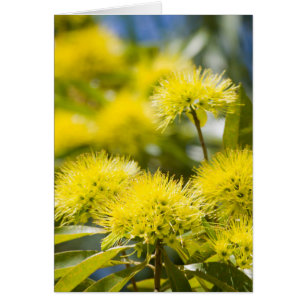 Arbre de mimosa jaune brillant