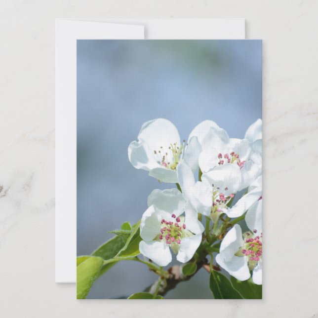 Arbre de poires en fleur (Devant)